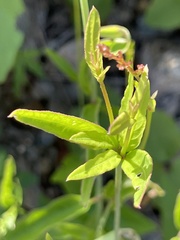 Iresine angustifolia