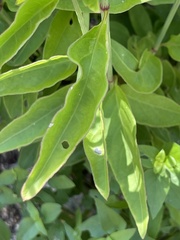 Iresine angustifolia