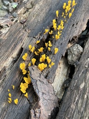 Dacrymyces spathularia