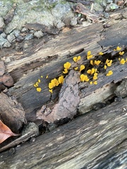 Dacrymyces spathularia