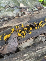 Dacrymyces spathularia