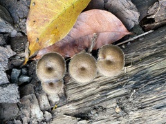 Polyporaceae
