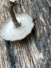 Polyporaceae