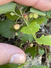 Ayenia compacta
