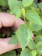 Ayenia compacta