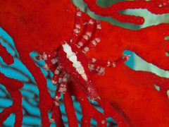 Xenocarcinus depressus