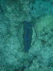 Tridacna derasa