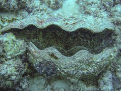 Tridacna derasa