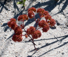 Crassula glomerata