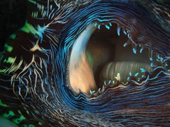 Tridacna derasa