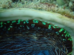 Tridacna derasa