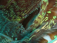 Tridacna derasa