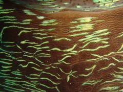 Tridacna derasa