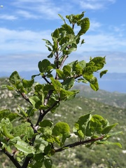 Bursera rupicola