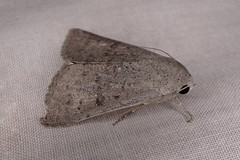 Pandesma submurina