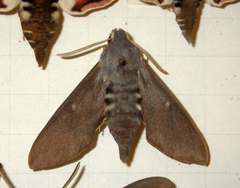 Hyles vespertilio