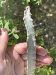 Peniocereus johnstonii