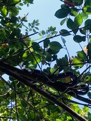 Boiga melanota