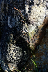 Tetraria triangularis