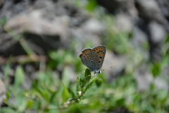 Lycaena alciphron