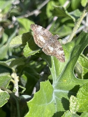 Chiomara georgina