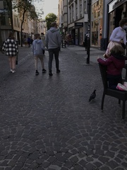 Columba livia domestica