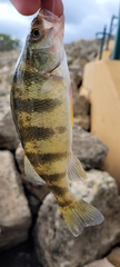 Perca flavescens