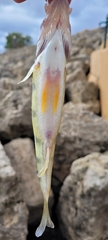 Perca flavescens