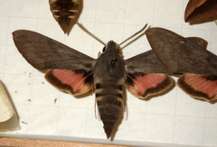 Hyles vespertilio
