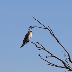 Elanus axillaris