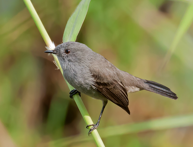 Sooty Tyrannulet (Serpophaga nigricans) photo
