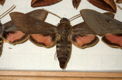 Hyles vespertilio