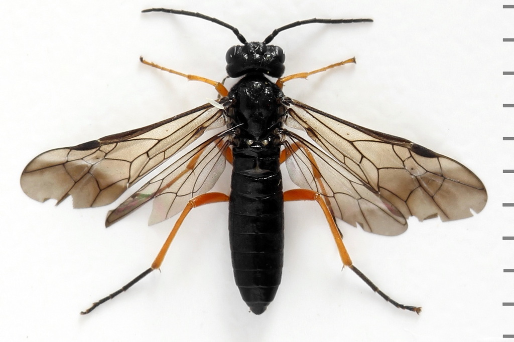 Dock Sawfly
