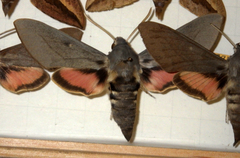 Hyles vespertilio