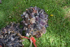 Saccostrea cuccullata