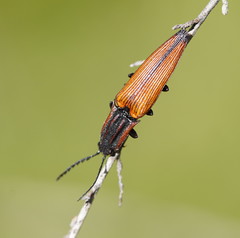 Elatichrosis trisulcatus