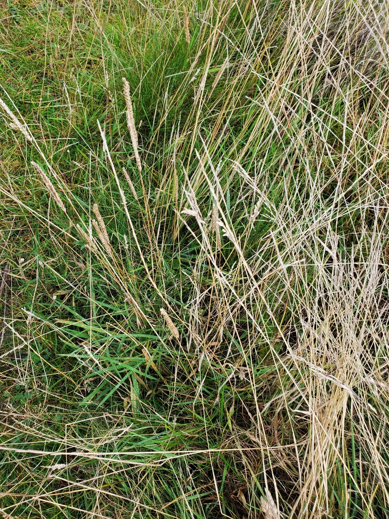 crested dogtail grass from Highland Council, UK on October 18, 2021 at ...