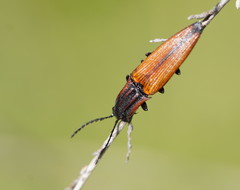 Elatichrosis trisulcatus