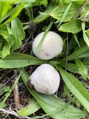 Vascellum lloydianum