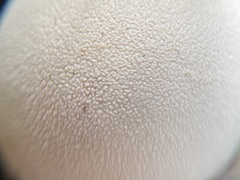 Vascellum lloydianum