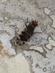 Ceroxys
