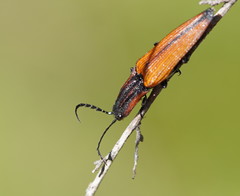 Elatichrosis trisulcatus