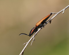 Elatichrosis trisulcatus