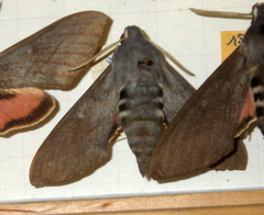 Hyles vespertilio