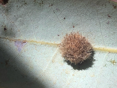 Disholandricus lasius