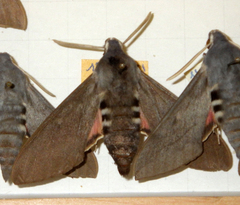 Hyles vespertilio