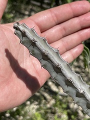 Peniocereus johnstonii