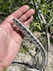 Peniocereus johnstonii