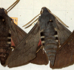 Hyles vespertilio