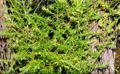 Erica philippioides